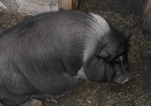 Чому поросята (свині) падають на ноги: причини і чим лікувати