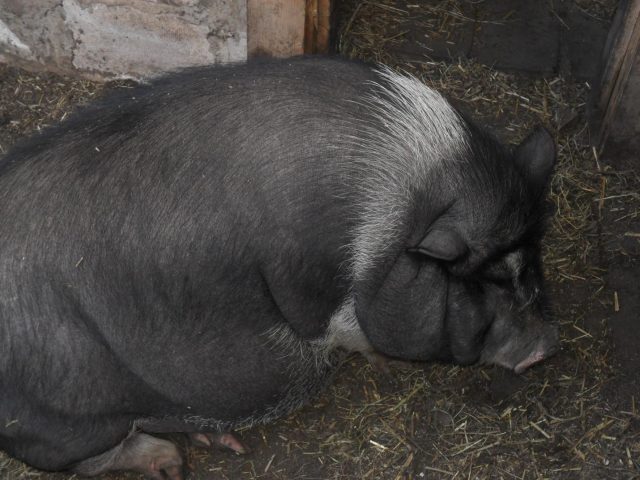 Чому поросята (свині) падають на ноги: причини і чим лікувати Чому поросята (свині) падають на ноги: причини і чим лікувати