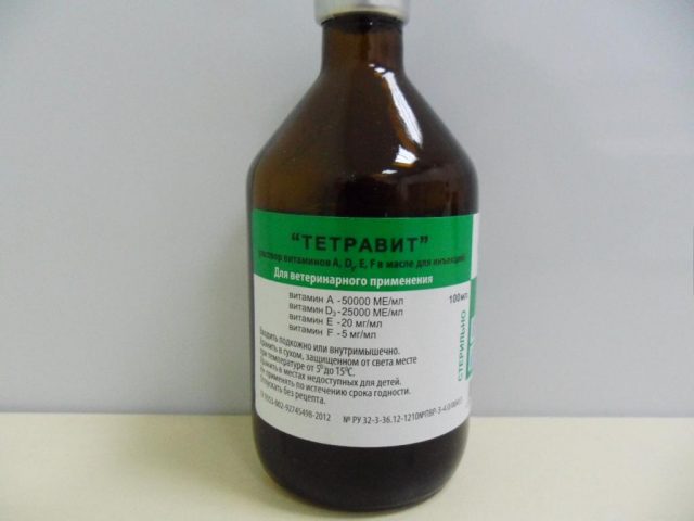 Чому поросята (свині) падають на ноги: причини і чим лікувати Чому поросята (свині) падають на ноги: причини і чим лікувати