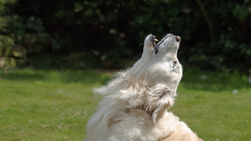 Чому виє собака у дворі — що робити? До чого виють собаки на місяць, біля воріт, в будці, в будинку, на порозі, у сусідів, на вулиці?