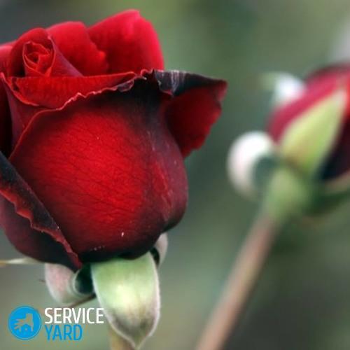 Что добавить в воду, чтобы розы дольше стояли?