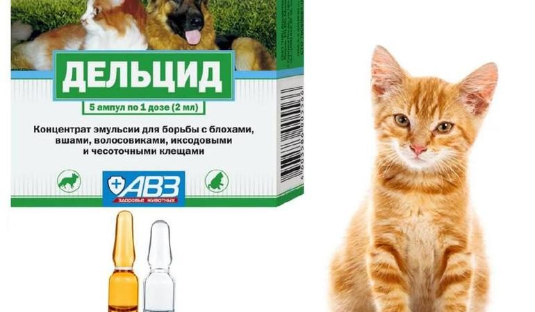 Дельцид: инструкция по применению для собак и кошек