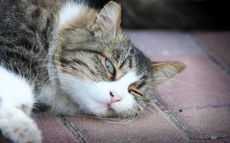 Дельцид: инструкция по применению для собак и кошек Дельцид: инструкция по применению для собак и кошек