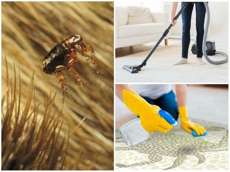 Дельцид: инструкция по применению, обработка животных и квартиры