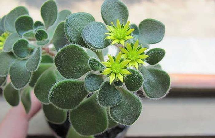 Дерево кохання аихризон: прикмети і забобони для дому, фото