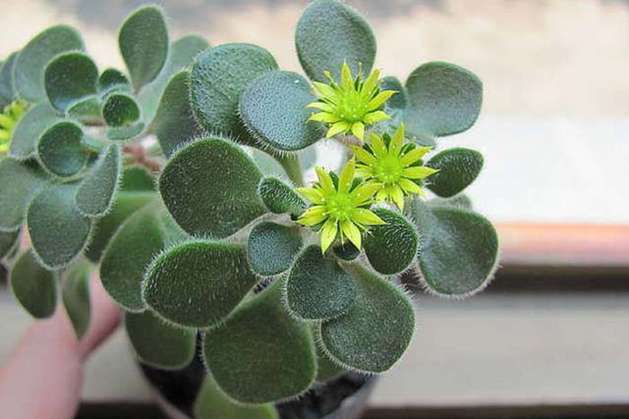 Дерево кохання аихризон: прикмети і забобони для дому, фото