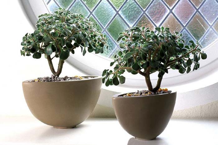 Дерево кохання аихризон: прикмети і забобони для дому, фото