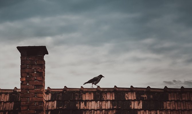 До чого прилітає і сідає ворона: Значення прикмети