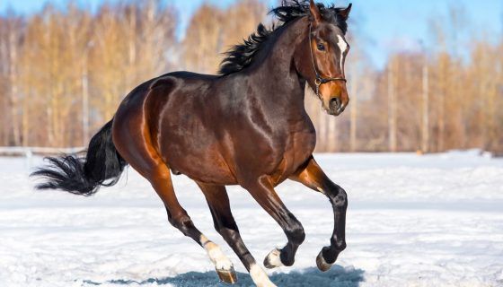 До чого сниться кінь: можливі ситуації, тлумачення