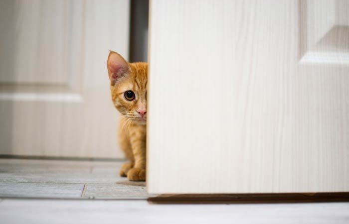 До чого за прикметами кішка приходить в будинок, що означає, якщо прибився кошеня