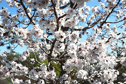 До уваги садівників опис та фото зимових сортів яблунь