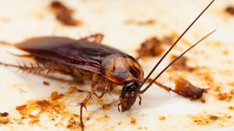 Домашние насекомые в квартире: какие могут завестись