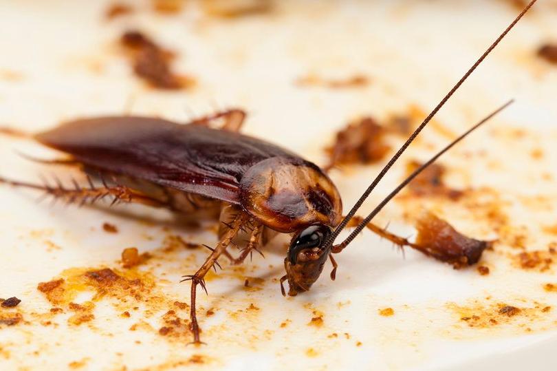 Домашние насекомые в квартире: какие могут завестись