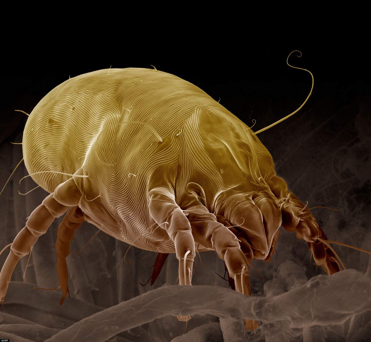 Домашние насекомые в квартире: какие могут завестись