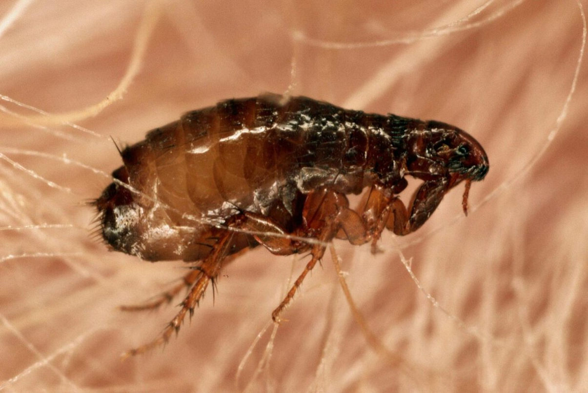 Домашние насекомые в квартире: какие могут завестись