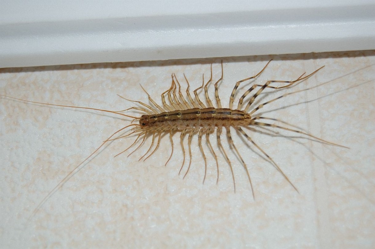 Домашние насекомые в квартире: какие могут завестись