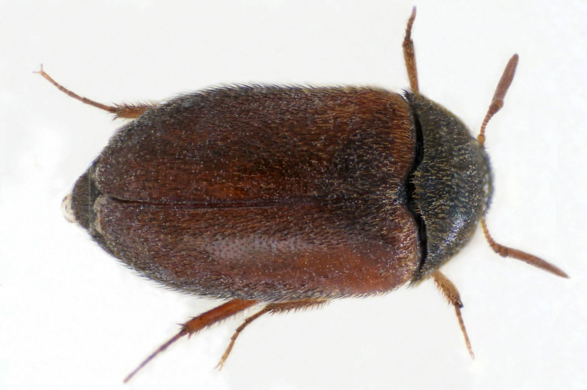 Домашние насекомые в квартире: какие могут завестись