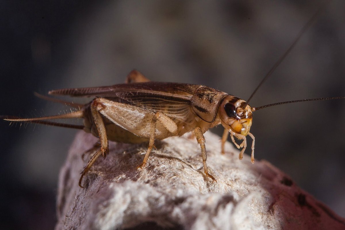 Домашние насекомые в квартире: какие могут завестись
