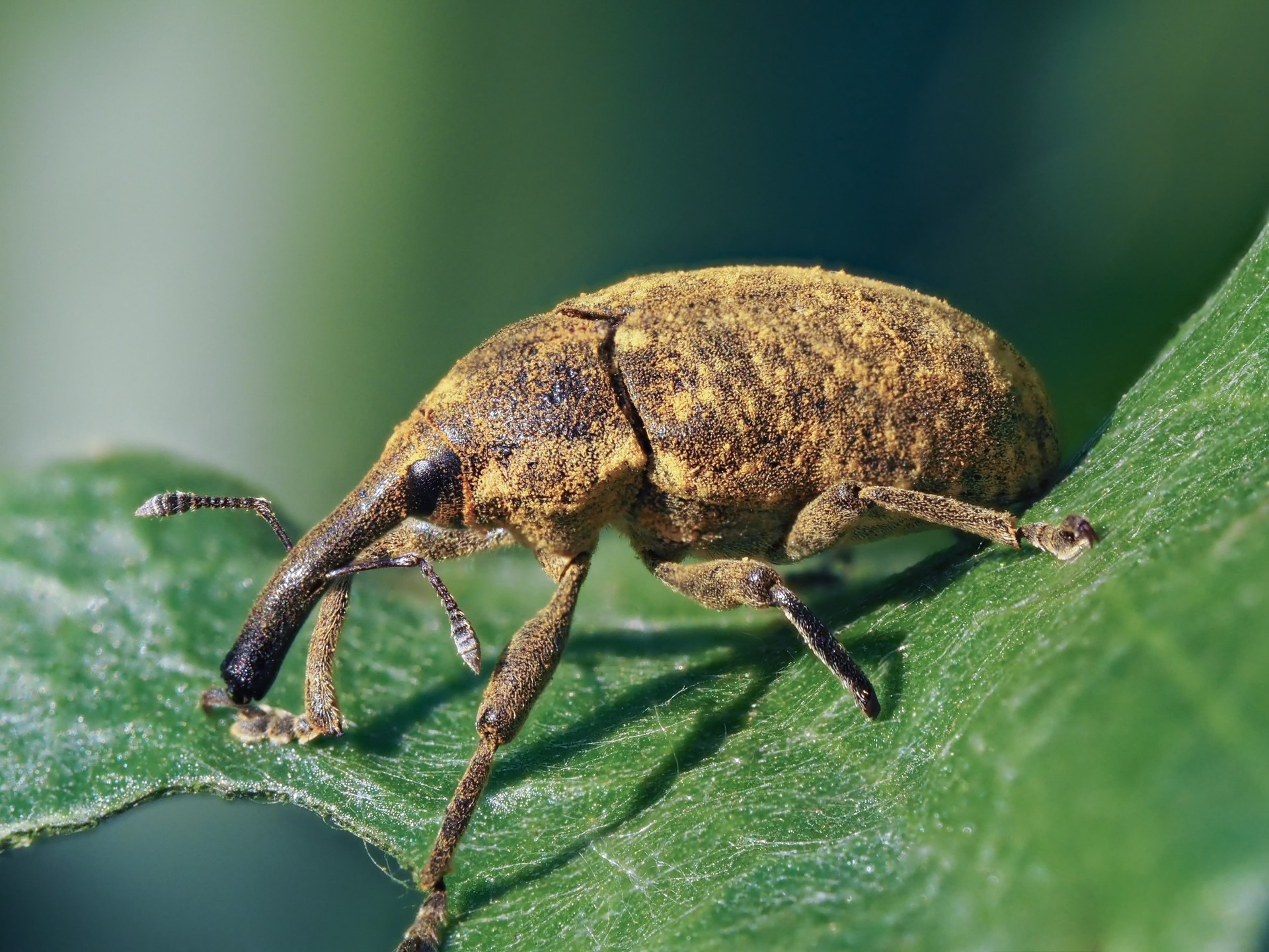 Домашние насекомые в квартире: какие могут завестись