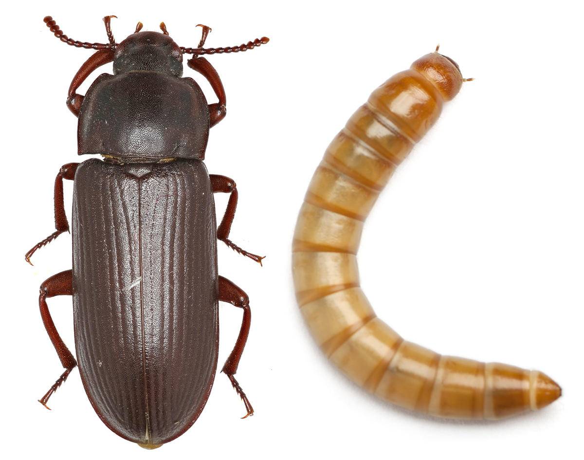 Домашние насекомые в квартире: какие могут завестись