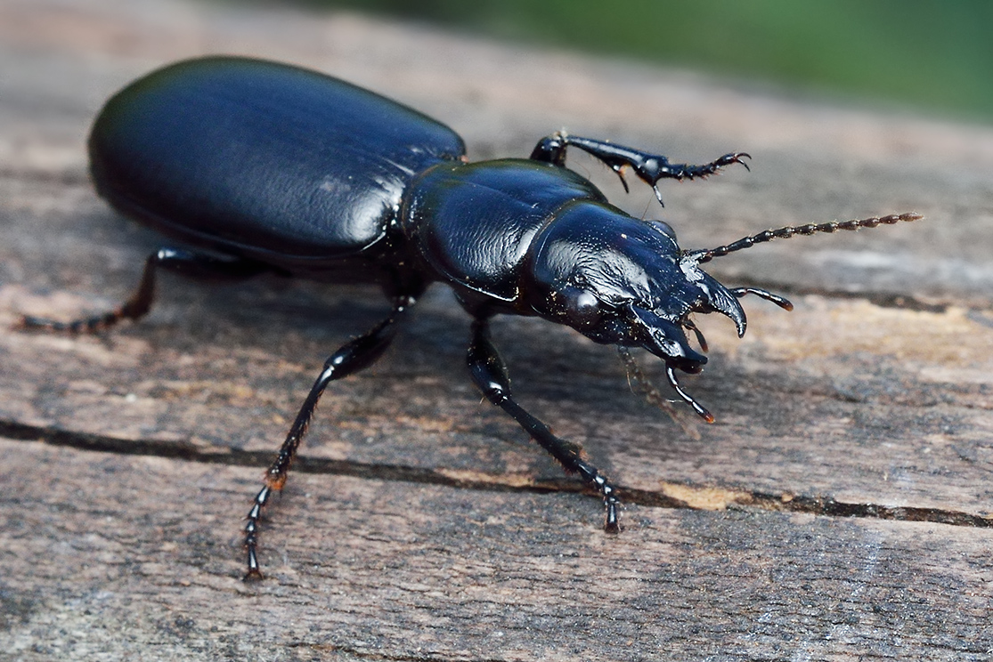 Домашние насекомые в квартире: какие могут завестись