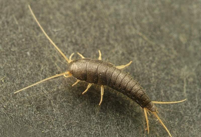 Домашние насекомые в квартире: какие могут завестись