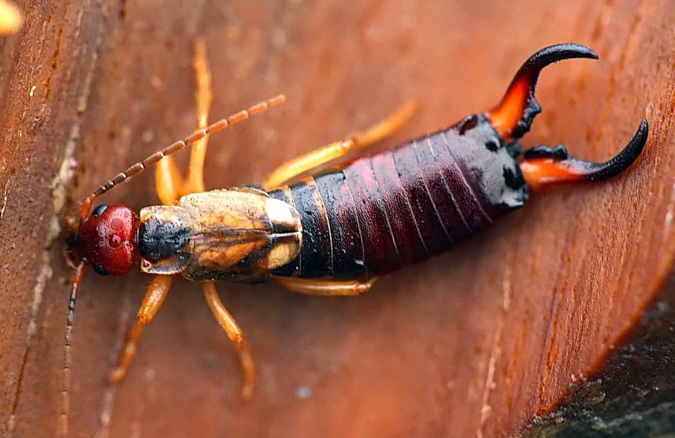 Домашние насекомые в квартире: какие могут завестись