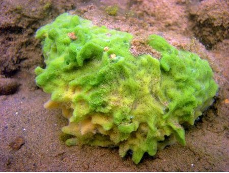 Допоможе бадяга позбутися від плям після прищів