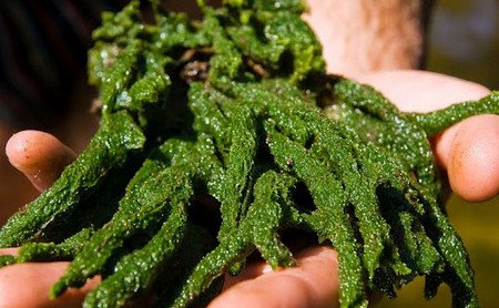 Допоможе бадяга позбутися від плям після прищів