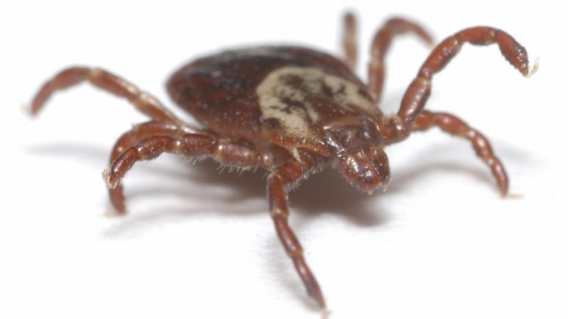 Енцефаліт у тварин: як проявляється у кішок і собак? Укусу енцефалітного кліща у собак і кішок: симптоми, ознаки, лікування, щеплення