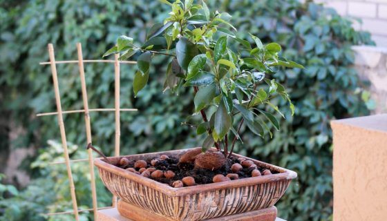 Фікус Бенджаміна: догляд в домашніх умовах, фото, сорти