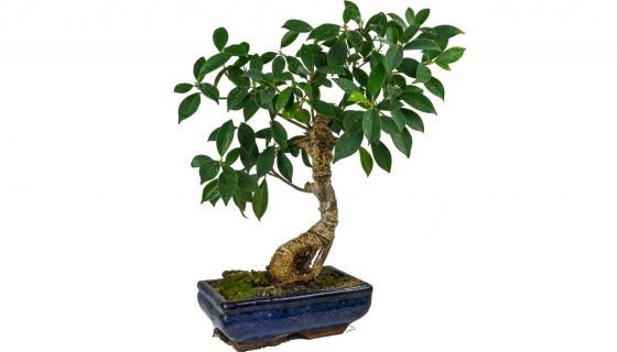 Фікус: догляд в домашніх умовах, фото, вирощування