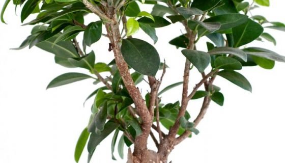 Фікус Гинсенг: догляд в домашніх умовах, фото