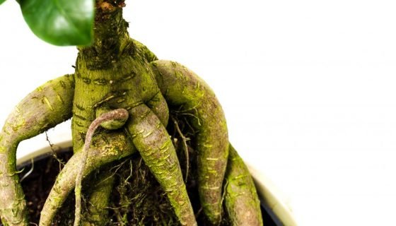 Фікус Гинсенг: догляд в домашніх умовах, фото