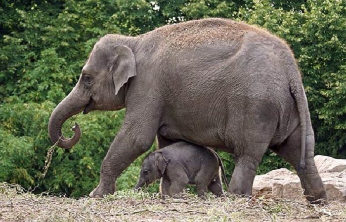 Фауна Азії — список, види, опис та фото самих великих і унікальних азіатських тварин