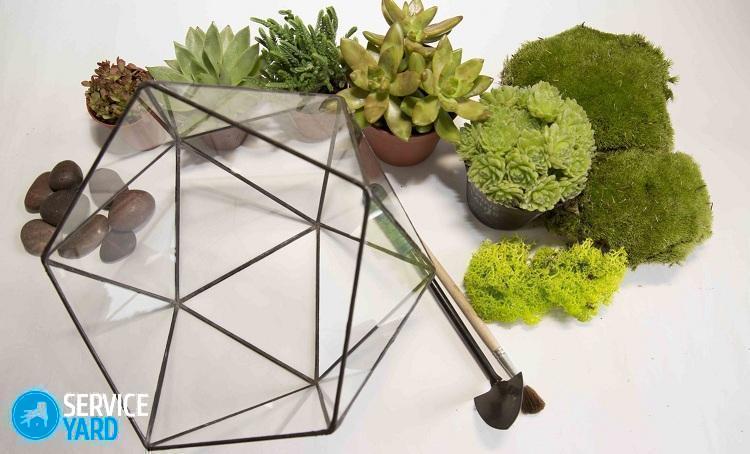 Флорариум из стекла своими руками