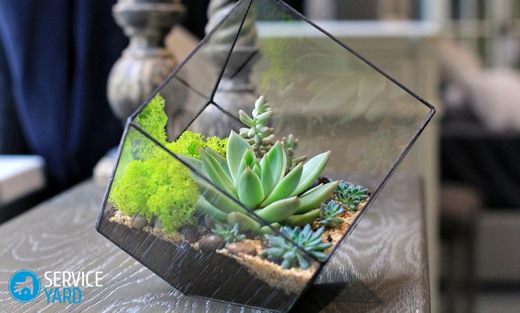Флорариум из стекла своими руками