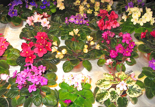 Фото та назви сортів кімнатних фіалок (частина 1)