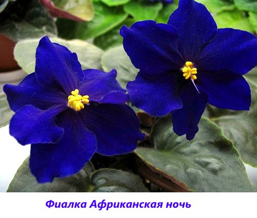 Фото та назви сортів кімнатних фіалок (частина 1)