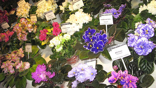 Фото та назви сортів кімнатних фіалок (частина 3)