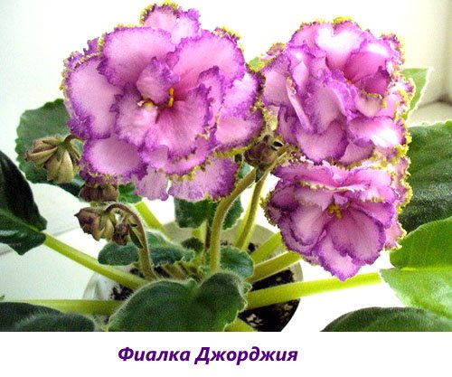 Фото та назви сортів кімнатних фіалок (частина 3)