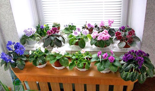 Фото та назви сортів кімнатних фіалок (частина 4)