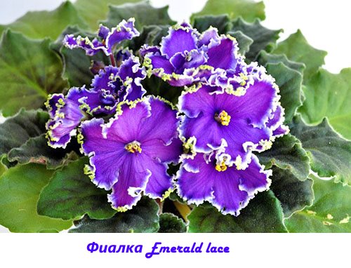 Фото та назви сортів кімнатних фіалок (частина 4)