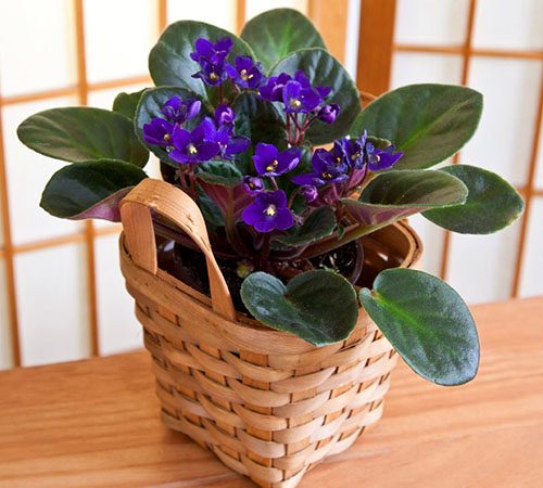 Фото з назвами сортів узамбарських фіалок (частина 1)