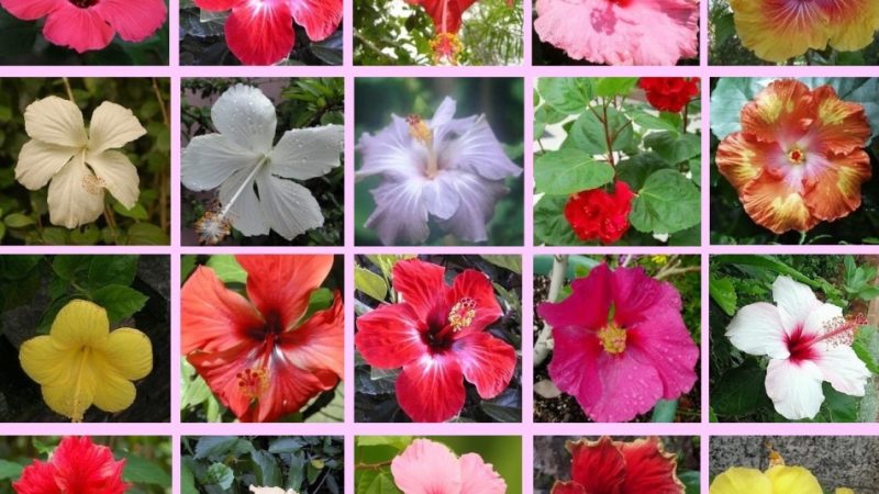 Гібіскус – китайська троянда: види, догляд, вирощування і розмноження в домашніх умовах. Гібіскус — квітка смерті, чому: прикмети і забобони