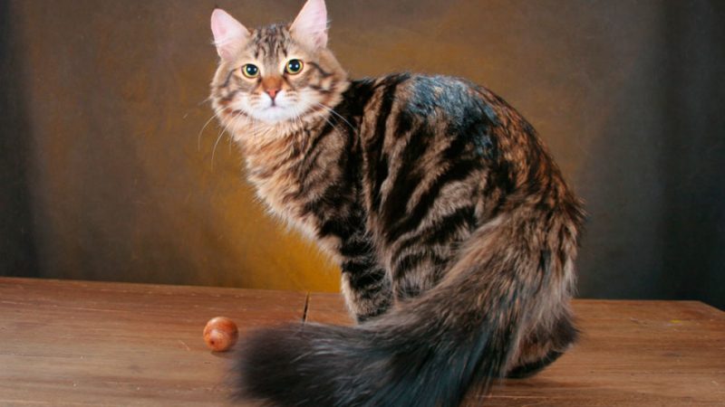 Гіпоалергенні породи кішок — список довгошерстих і короткошерстих порід: основні характеристики, фото