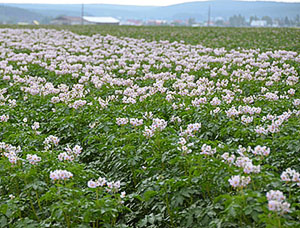 Гербіциди для картоплі: які препарати використовуються для обробки наділів після сходів