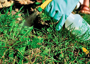 Гербіциди для картоплі: які препарати використовуються для обробки наділів після сходів