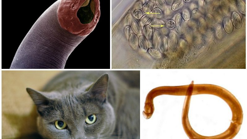 Глисти у кішок: причини, симптоми, лікування, профілактика