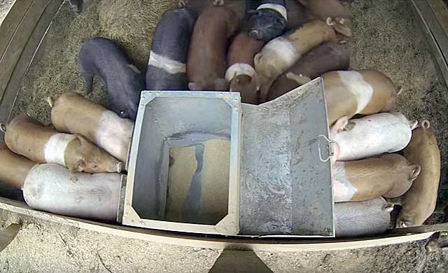 Годівниці для свиней і поросят своїми руками: бункерні (автоматичні), оригінальні, креслення